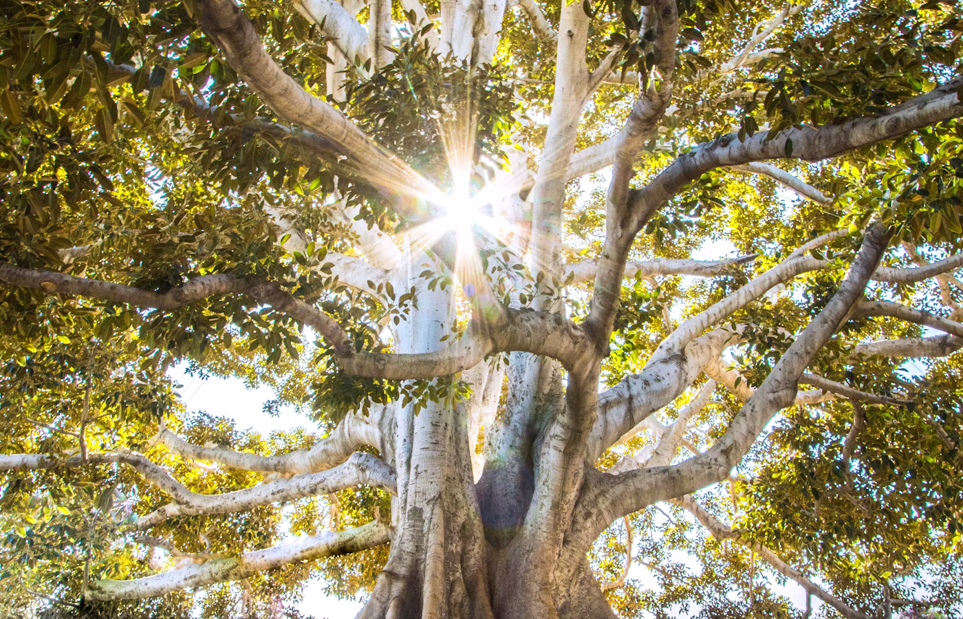 Личная траектория для основателя